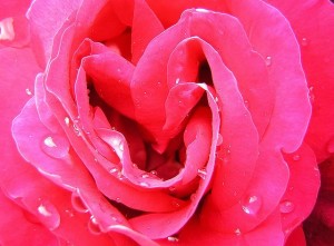 pink rose